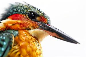 A close up of a colorful bird with wet feathers photo