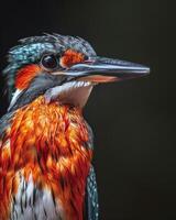 A close up of a kingfisher bird photo