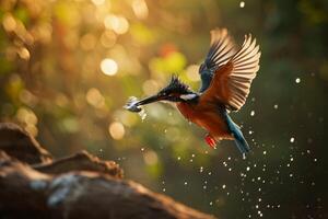 A kingfisher flying over a tree branch with water droplets photo