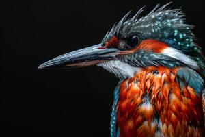 A close up of a bird with colorful feathers photo
