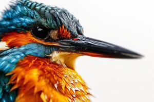 A close up of a bird's face with wet feathers photo