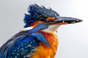 A close up of a colorful bird with a blue head photo