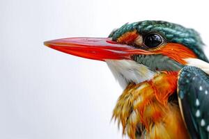 Kingfisher isolated on white background photo