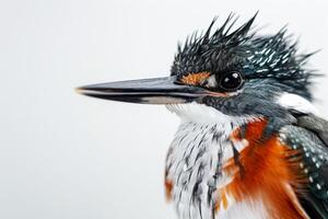 A close up of a bird with a long beak photo