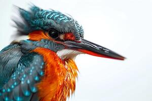 A close up of a bird with a blue and orange head photo