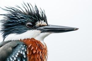 A close up of a bird with a long beak photo