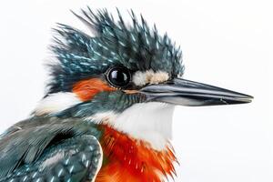 Kingfisher isolated on white background photo