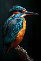 Kingfisher by james mccormick photo