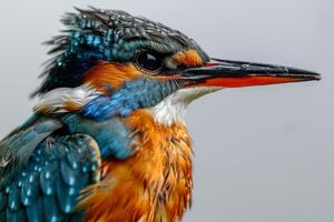 A close up of a bird with wet feathers photo