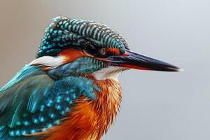 A close up of a bird with bright colors photo