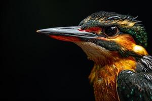 A close up of a bird with wet feathers photo