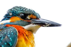 A close up of a bird with a white head photo