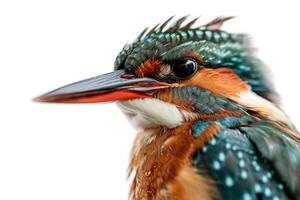 Kingfisher isolated on white background photo