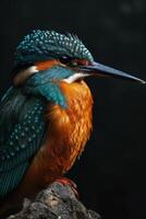 Kingfisher bird by james watson photo