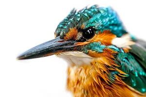 A close up of a bird with wet feathers photo