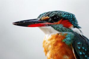 A close up of a bird with bright colors photo