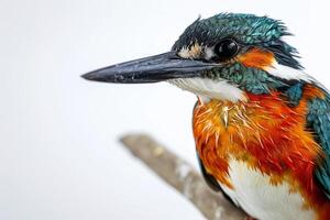 A close up of a bird with a long beak photo