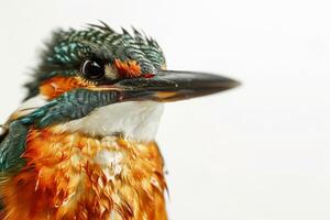 A close up of a bird with wet feathers photo