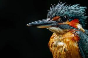 A close up of a bird with wet feathers photo