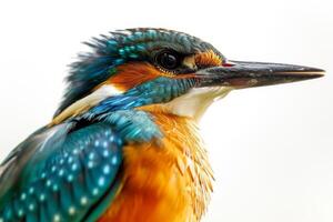 A close up of a bird with a white background photo