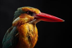 A colorful bird with a long beak and a red beak photo
