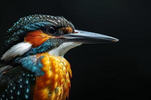 A close up of a kingfisher bird photo