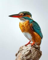 Kingfisher bird on a branch photo