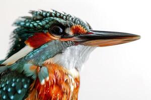 A close up of kingfisher isolated on white background photo