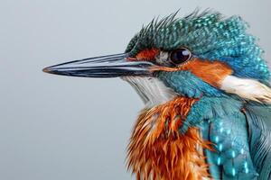 A close up of a bird with a long beak photo