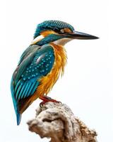 A colorful bird is sitting on a branch photo