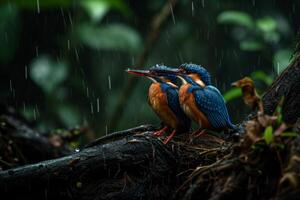 Two kingfishers sit on a branch in the rain photo