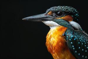 A close up of a bird with a black background photo