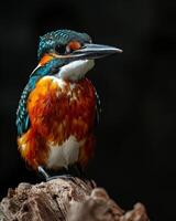 A kingfisher bird is sitting on a branch photo