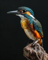 A colorful bird is sitting on a rock photo