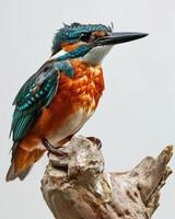 A kingfisher perched on a branch photo
