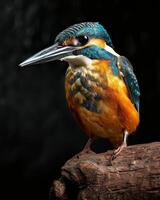 A colorful bird is perched on a branch photo