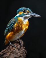 A kingfisher perched on a branch photo