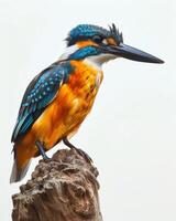 A colorful bird is perched on a tree branch photo