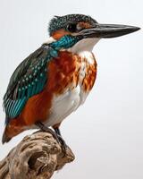 A kingfisher perched on a branch photo