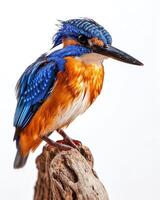 A colorful bird is sitting on a branch photo