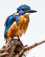 A blue and orange bird is perched on a branch photo