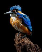A blue and orange bird is sitting on a tree stump photo
