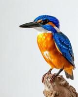 A colorful bird is perched on a branch photo