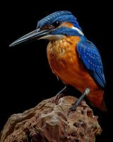 A blue and orange bird is sitting on a rock photo