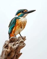 A kingfisher bird sitting on a branch photo