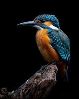 A bird with a blue and orange beak sitting on a branch photo