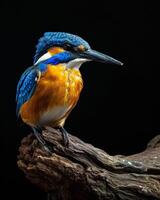 A blue and orange bird is sitting on a branch photo