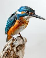 A kingfisher perched on a branch photo