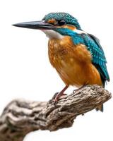 A kingfisher perched on a branch photo