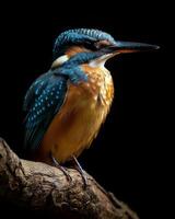 A bird with a blue and orange beak sitting on a branch photo